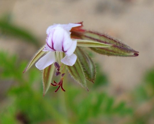 Pelargonium suburbanum subsp. bipinnatifidum flowers